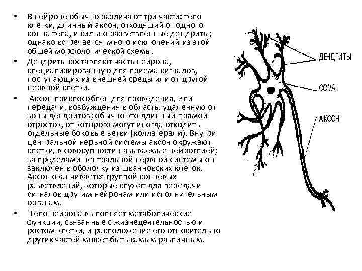  • • В нейроне обычно различают три части: тело клетки, длинный аксон, отходящий