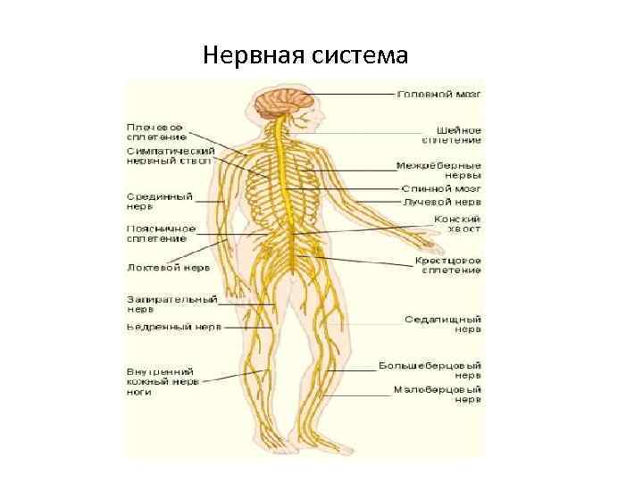  Нервная система 