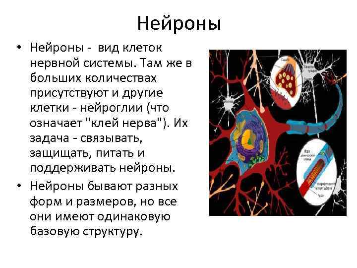 Нейроны • Нейроны вид клеток нервной системы. Там же в больших количествах присутствуют и