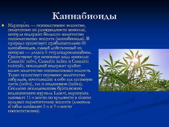 Каннабиоиды n Марихуа на — психоактивное вещество, на полученное из разновидности конопли, которая содержит