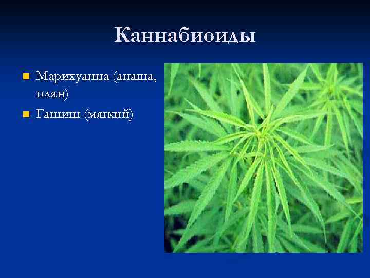 Каннабиоиды n n Марихуанна (анаша, план) Гашиш (мягкий) 