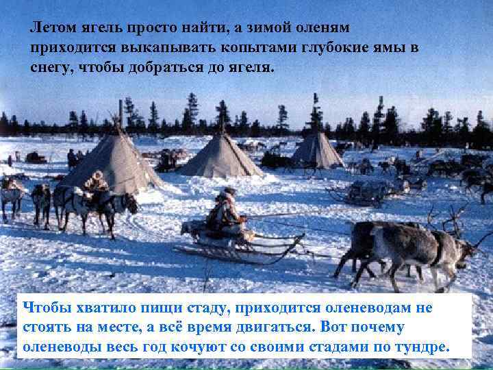Летом ягель просто найти, а зимой оленям приходится выкапывать копытами глубокие ямы в снегу,