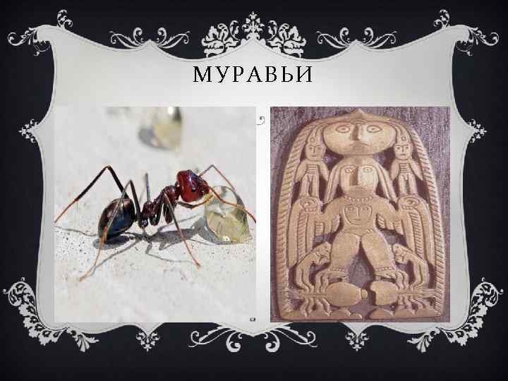 МУРАВЬИ 