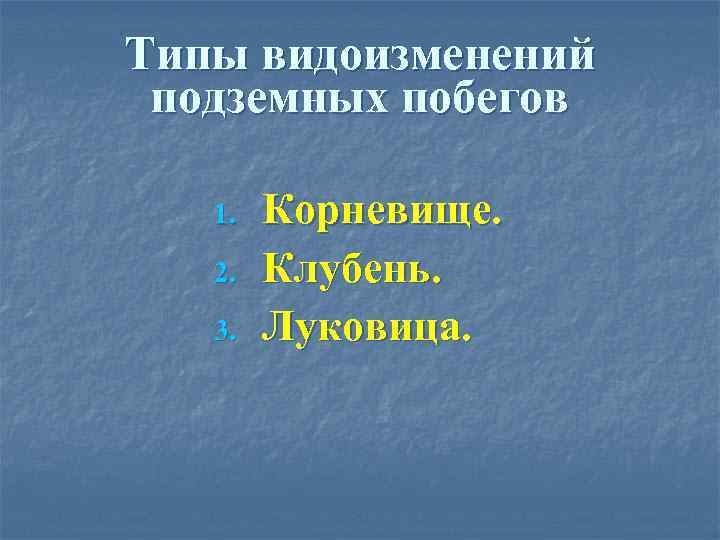 Типы видоизменений подземных побегов 1. 2. 3. Корневище. Клубень. Луковица. 