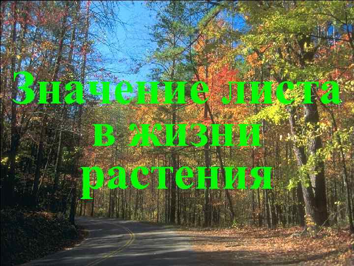 Значение листа в жизни растения 
