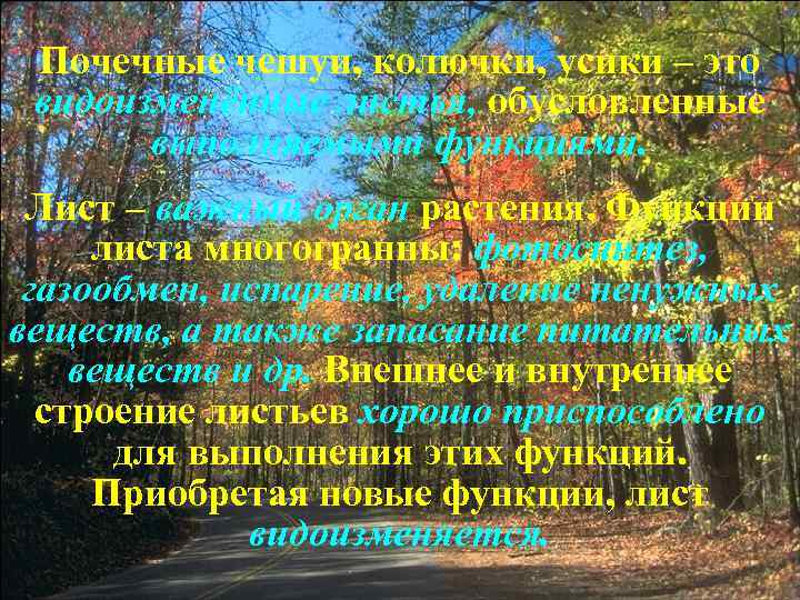 Почечные чешуи, колючки, усики – это видоизменённые листья, обусловленные выполняемыми функциями. Лист – важный