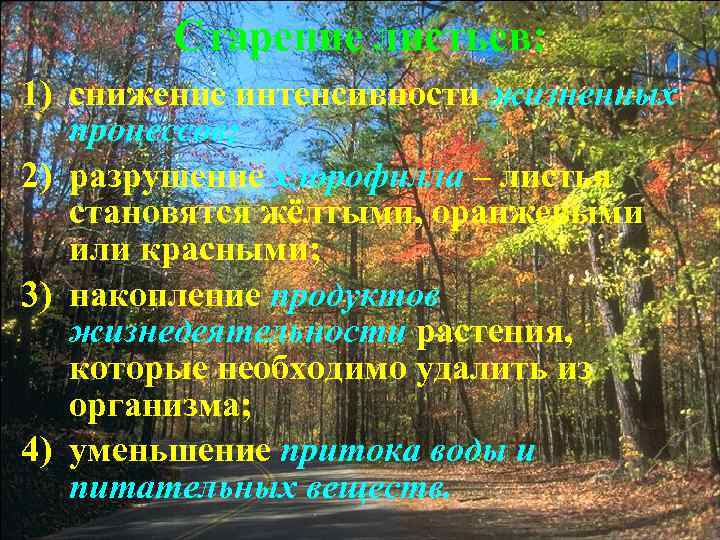 Старение листьев: 1) снижение интенсивности жизненных процессов; 2) разрушение хлорофилла – листья становятся жёлтыми,