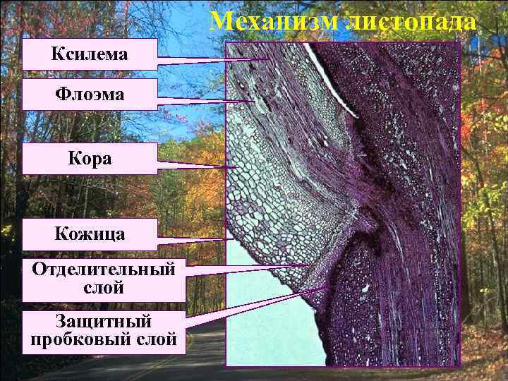 Механизм листопада Ксилема Флоэма Кора Кожица Отделительный слой Защитный пробковый слой 