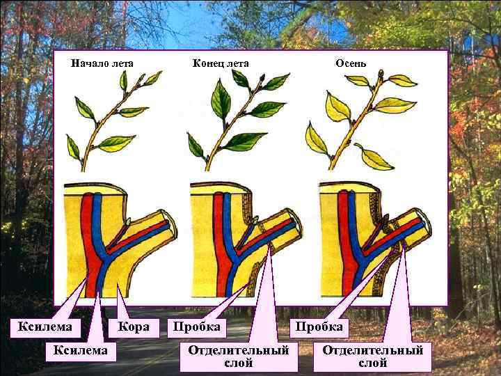 Значение листа в жизни