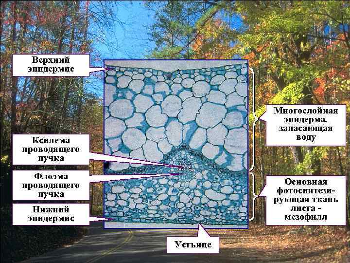 Верхний эпидермис Многослойная эпидерма, запасающая воду Ксилема проводящего пучка Флоэма проводящего пучка Основная фотосинтезирующая