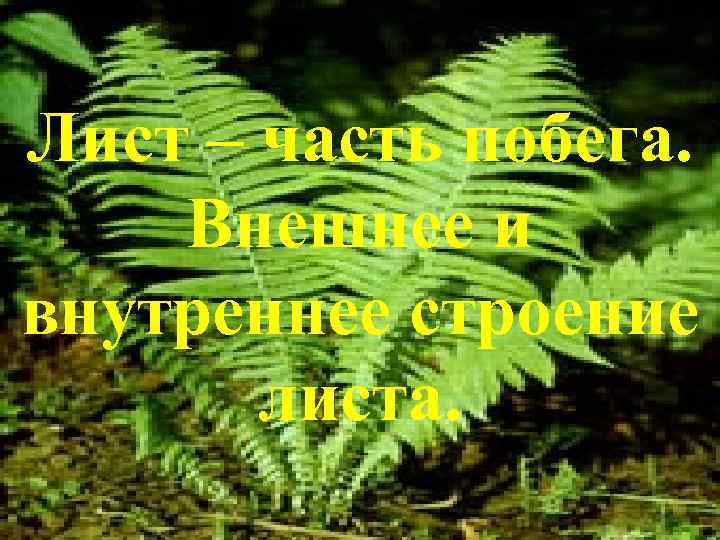 Лист – часть побега. Внешнее и внутреннее строение листа. 
