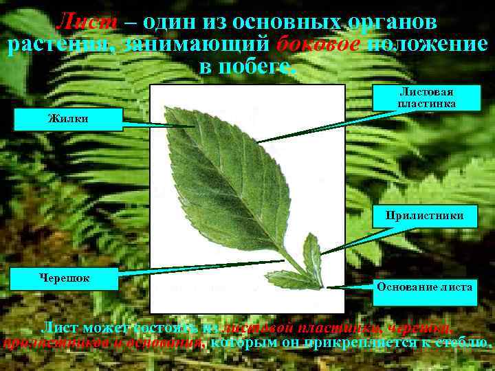 Лист – один из основных органов растения, занимающий боковое положение в побеге. Листовая пластинка