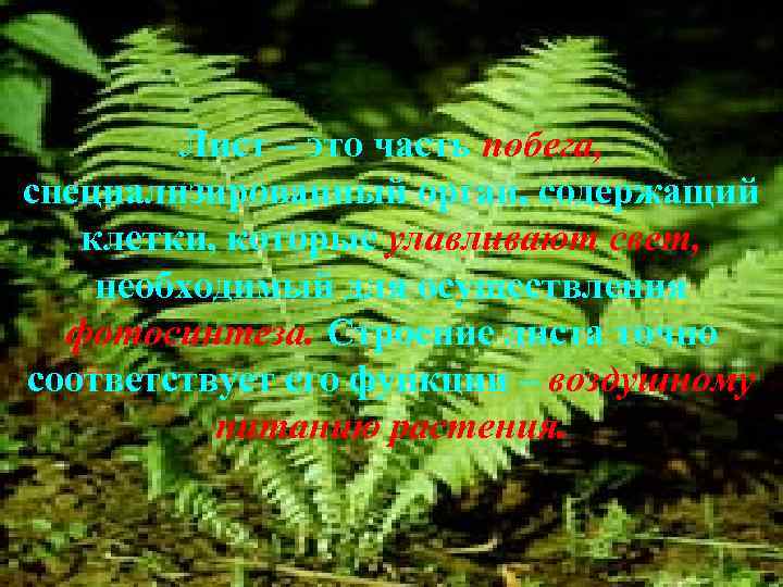 Лист – это часть побега, специализированный орган, содержащий клетки, которые улавливают свет, необходимый для