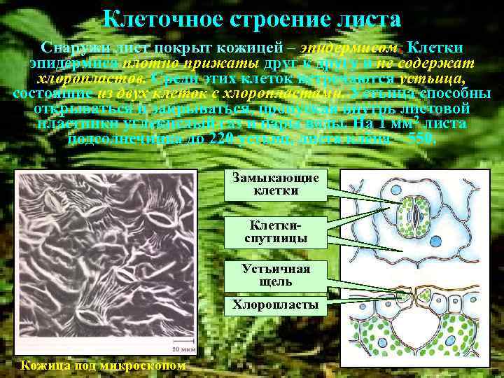 Клеточное строение листа Снаружи лист покрыт кожицей – эпидермисом. Клетки эпидермиса плотно прижаты друг