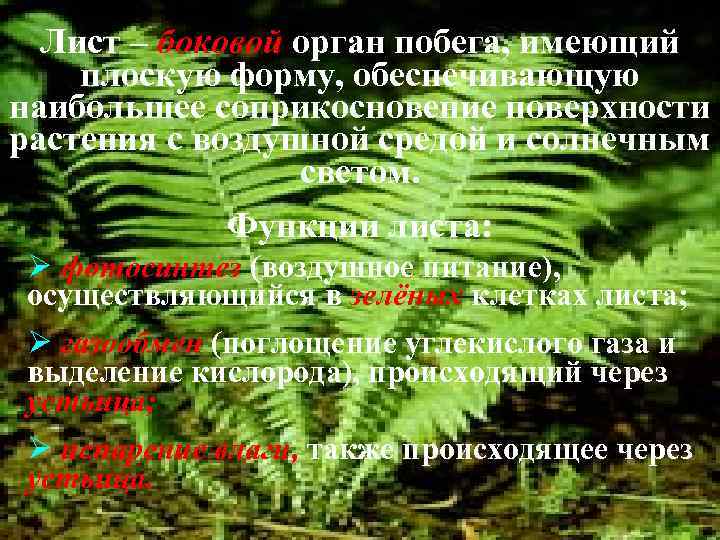 Лист – боковой орган побега, имеющий плоскую форму, обеспечивающую наибольшее соприкосновение поверхности растения с