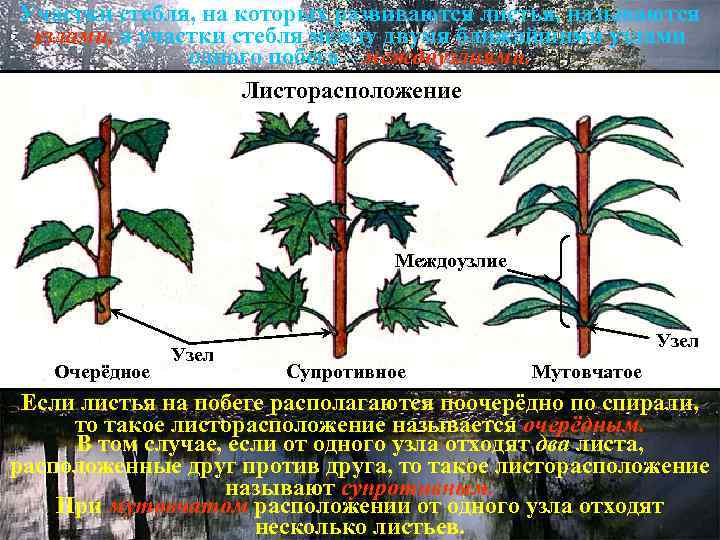 Количество узлов в стебле. Листорасположение побега. Типы листорасположения на побегах. У побега с супротивным листорасположением. Строение очередного листорасположения.