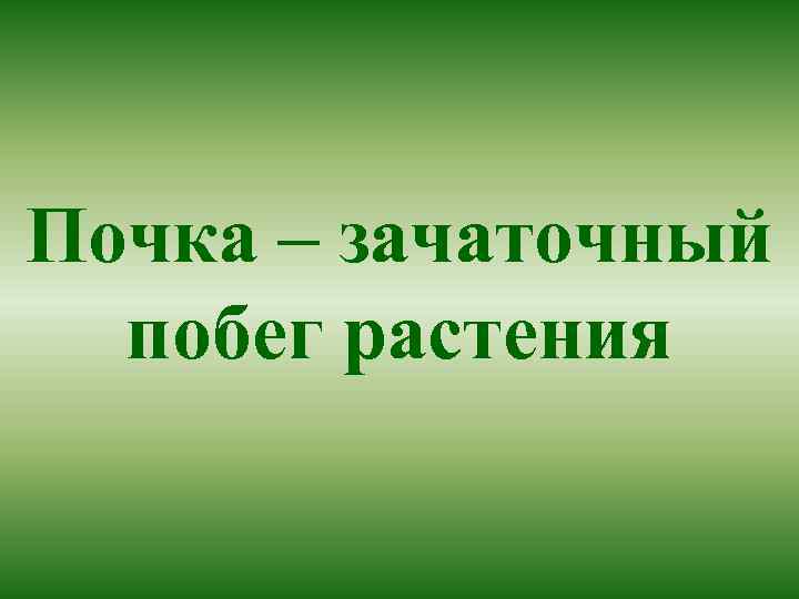 Почка – зачаточный побег растения 