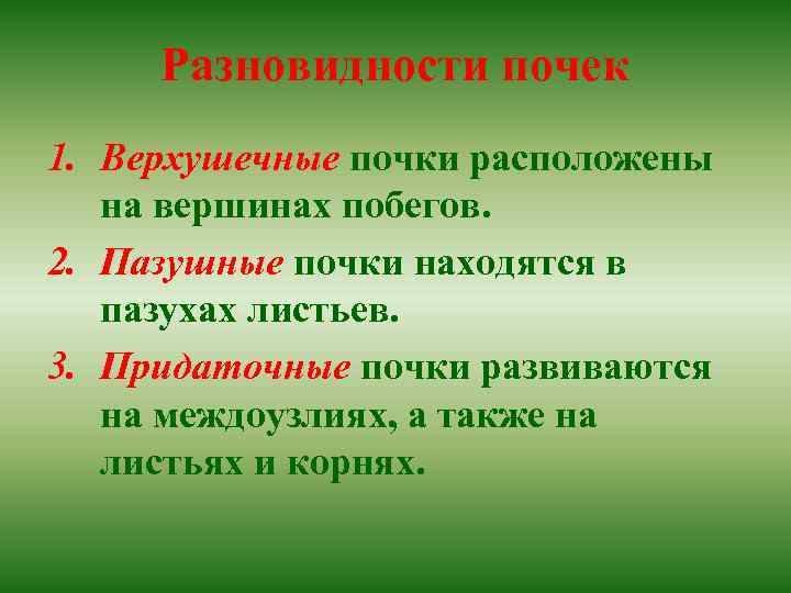 Разновидности почек 1. Верхушечные почки расположены на вершинах побегов. 2. Пазушные почки находятся в