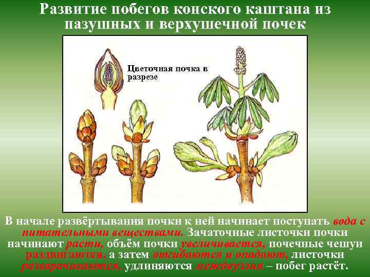 Развитие побега из почки