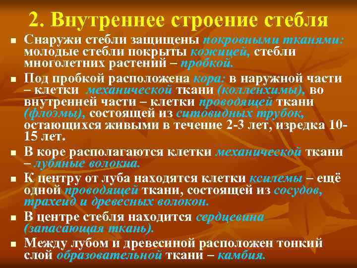 2. Внутреннее строение стебля n n n Снаружи стебли защищены покровными тканями: молодые стебли