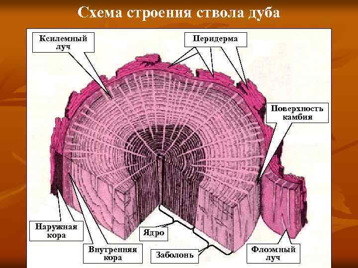 Стебель сердцевина камбий