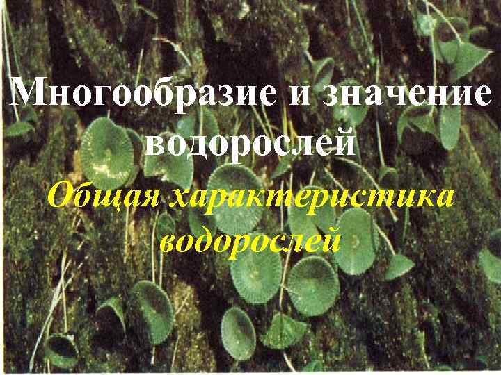 Многообразие и значение водорослей Общая характеристика водорослей 