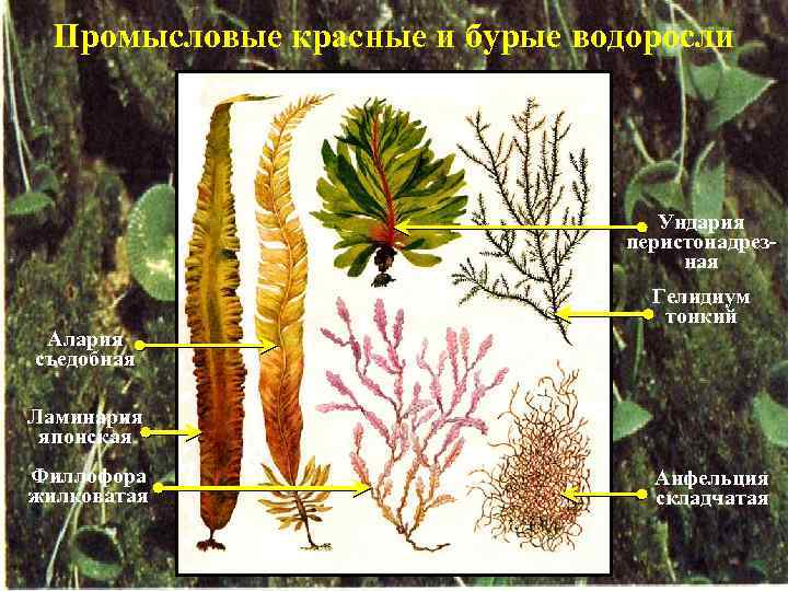 Таблица бурых водорослей