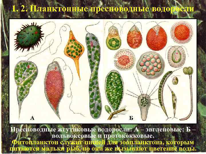 1. 2. Планктонные пресноводные водоросли А Б Пресноводные жгутиковые водоросли: А – эвгленовые; Б