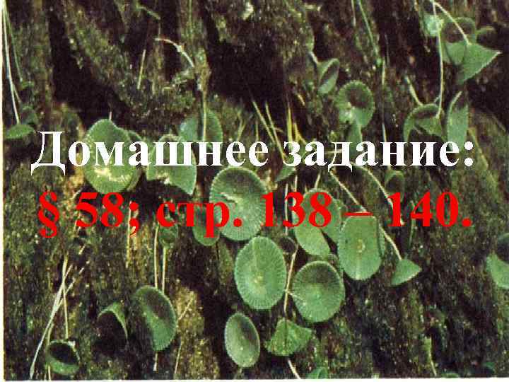 Домашнее задание: § 58; стр. 138 – 140. 