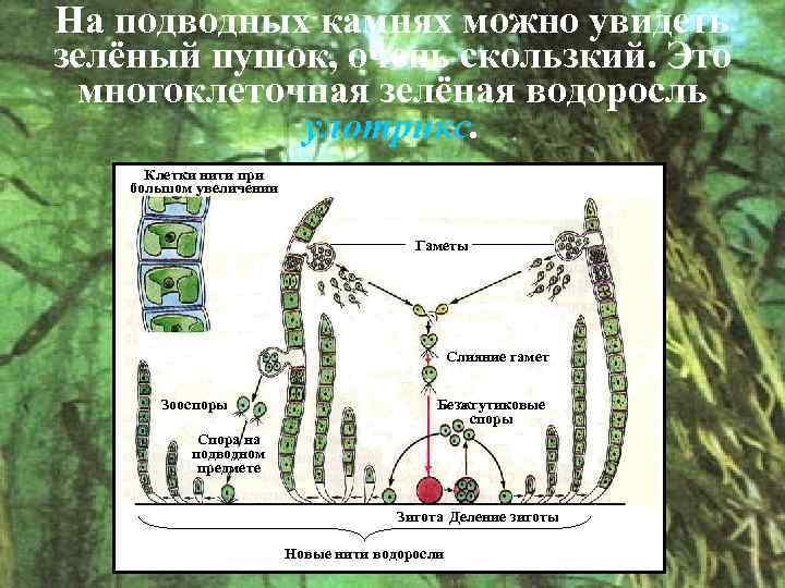 Способ размножение водоросль улотрикс. Многоклеточные зеленые водоросли улотрикс. Улотрикс цикл развития. Бесполое размножение улотрикса. Улотрикс цикл размножения.
