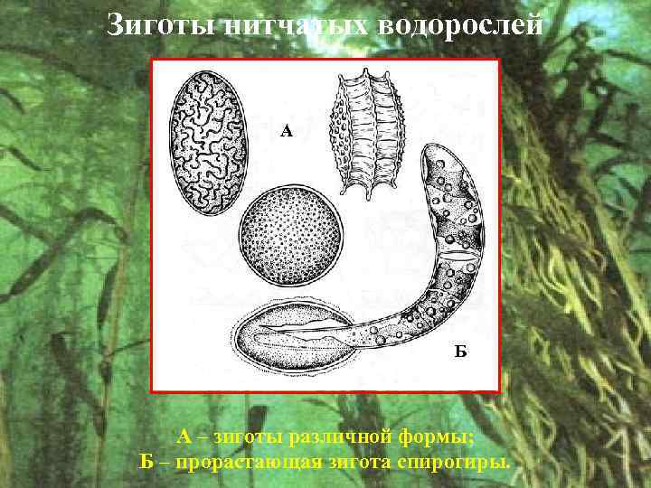 Зиготы нитчатых водорослей А Б А – зиготы различной формы; Б – прорастающая зигота