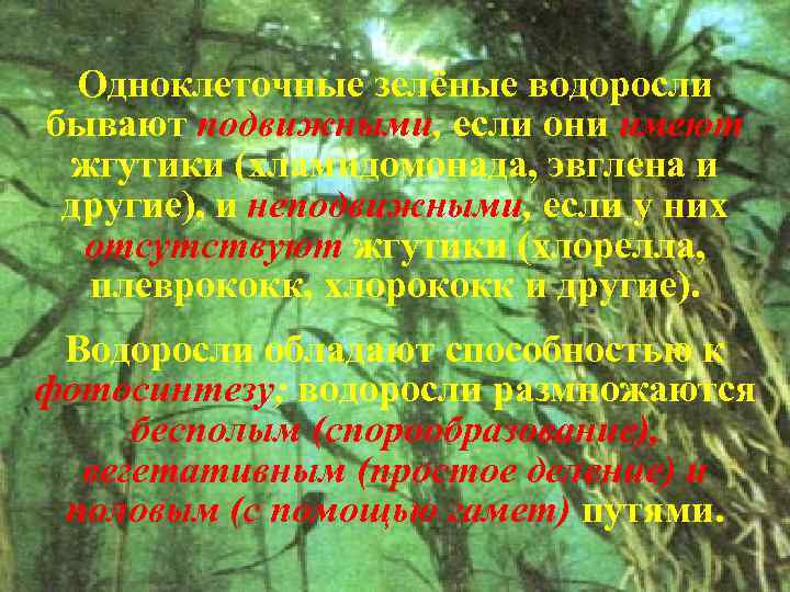 Одноклеточные зелёные водоросли бывают подвижными, если они имеют жгутики (хламидомонада, эвглена и другие), и