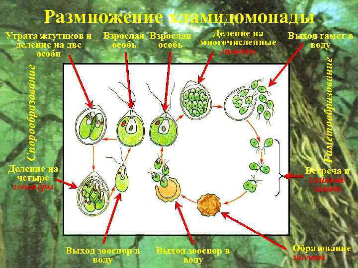 Размножение хламидомонады Выход гамет в воду Гаметообразование Деление на Взрослая многочисленные особь гаметы Спорообразование