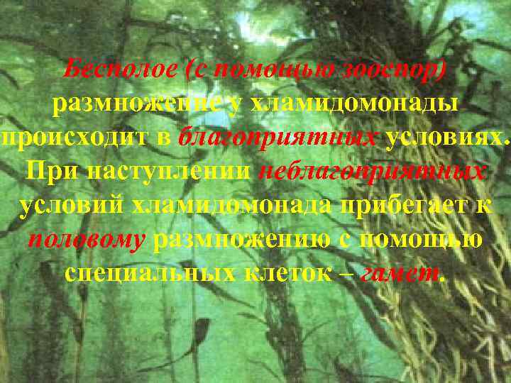 Бесполое (с помощью зооспор) размножение у хламидомонады происходит в благоприятных условиях. При наступлении неблагоприятных