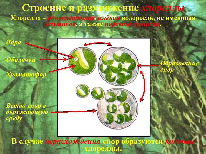 Характеристики для описания зеленых водорослей