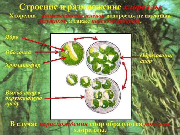 Зеленые водоросли имеют механические ткани