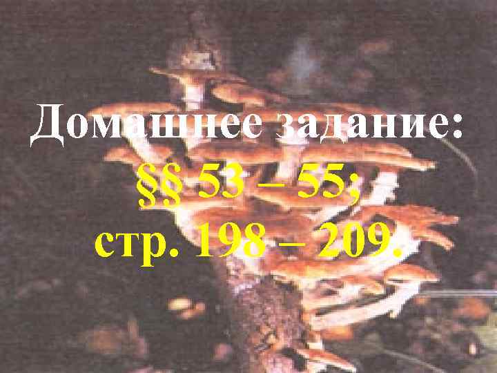 Домашнее задание: §§ 53 – 55; стр. 198 – 209. 