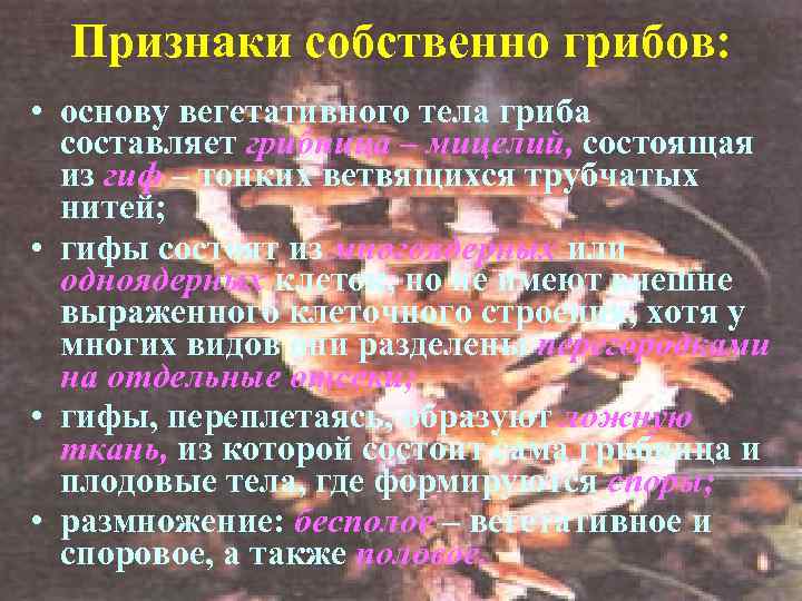 Признаки собственно грибов: • основу вегетативного тела гриба составляет грибница – мицелий, состоящая из