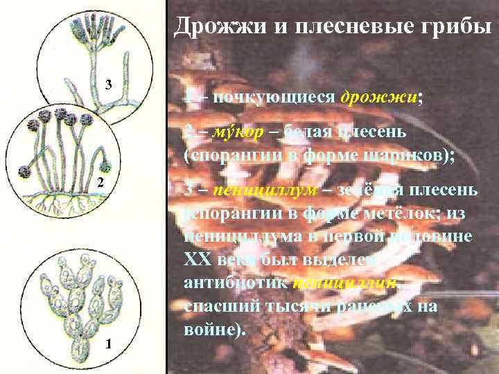 Дрожжи и плесневые грибы 3 1 – почкующиеся дрожжи; 2 – мýкор – белая