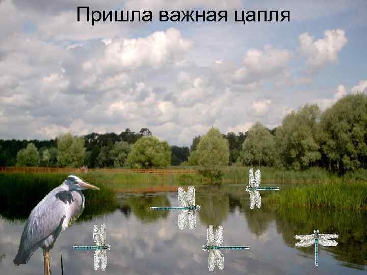 Пришла важная цапля 