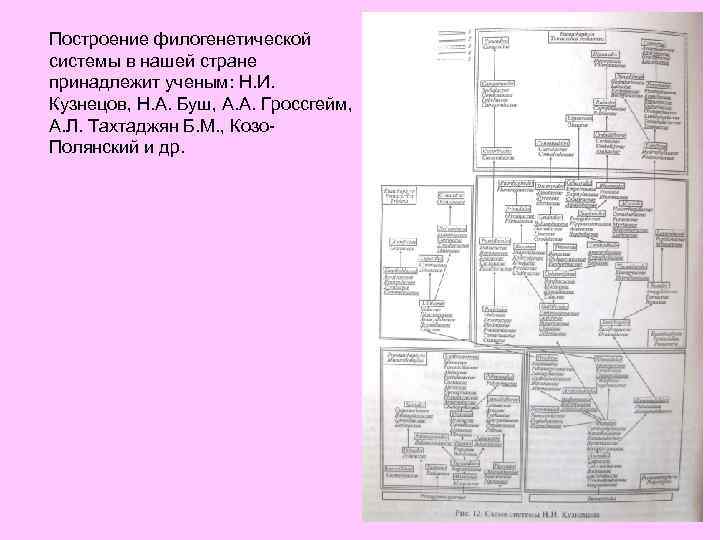 Построение филогенетической системы в нашей стране принадлежит ученым: Н. И. Кузнецов, Н. А. Буш,