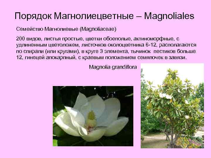 Порядок Магнолиецветные – Magnoliales Семейство Магнолиевые (Magnoliaceae) 200 видов, листья простые, цветки обоеполые, актиноморфные,