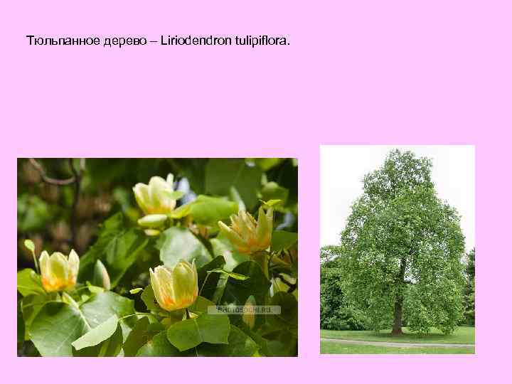 Тюльпанное дерево – Liriodendron tulipiflora. 