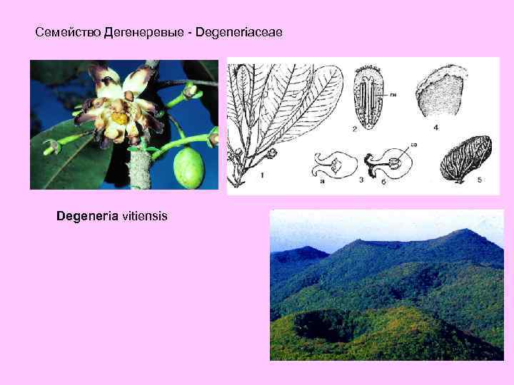 Семейство Дегенеревые - Degeneriaceae Degeneria vitiensis 