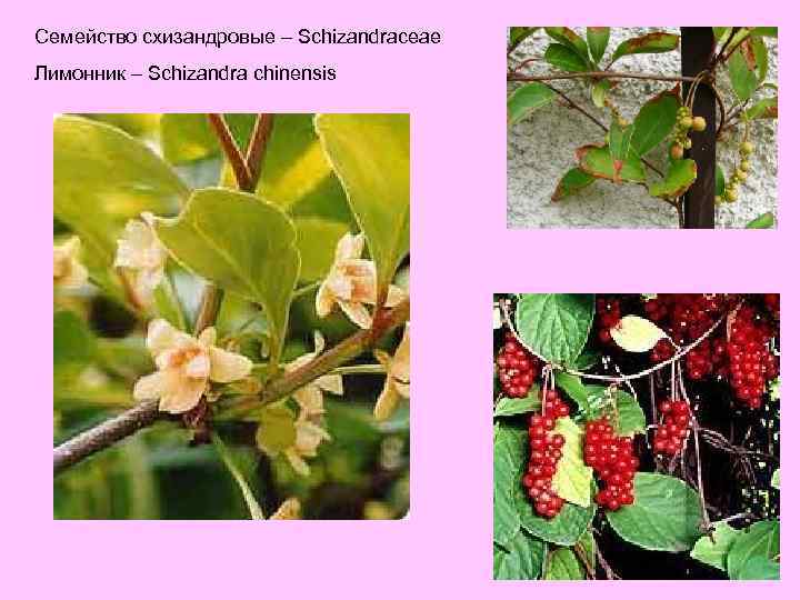 Семейство схизандровые – Schizandraceae Лимонник – Schizandra chinensis 