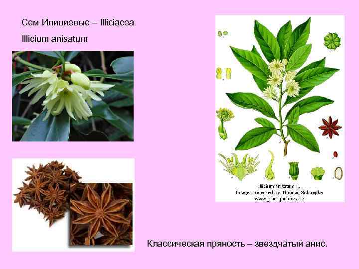 Сем Илициевые – Illiciacea Illicium anisatum Классическая пряность – звездчатый анис. 