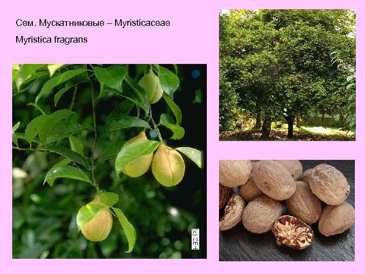 Сем. Мускатниковые – Myristicaceae Myristica fragrans 