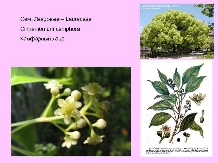 Сем. Лавровые – Lauraceae Cinnamomum camphora Камфорный лавр 