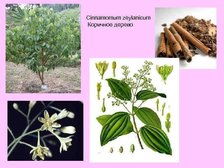 Cinnamomum zeylanicum Коричное дерево 