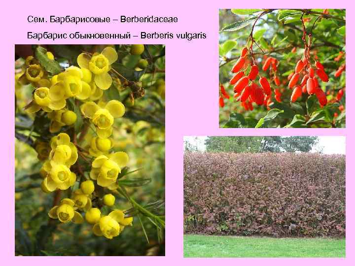 Сем. Барбарисовые – Berberidaceae Барбарис обыкновенный – Berberis vulgaris 